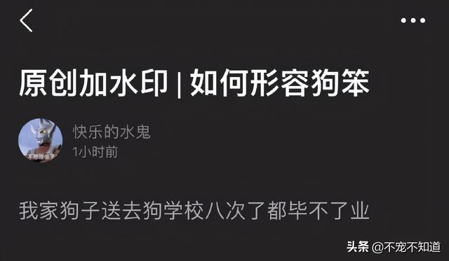 狗狗上学的真实现状，结果…8次了都毕不了业