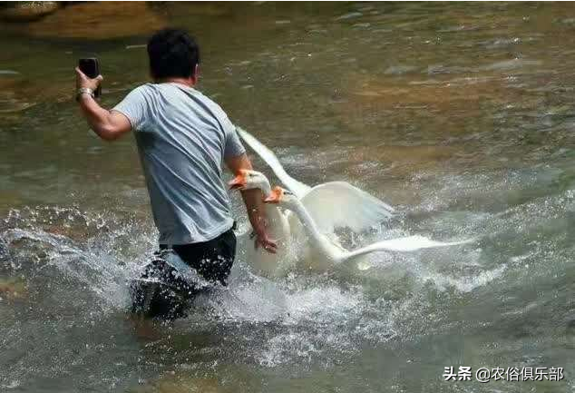 鸡吃了蜈蚣为什么变凶，鸡为什么是五毒的克星（人们最怕的却是这种温和的家禽）