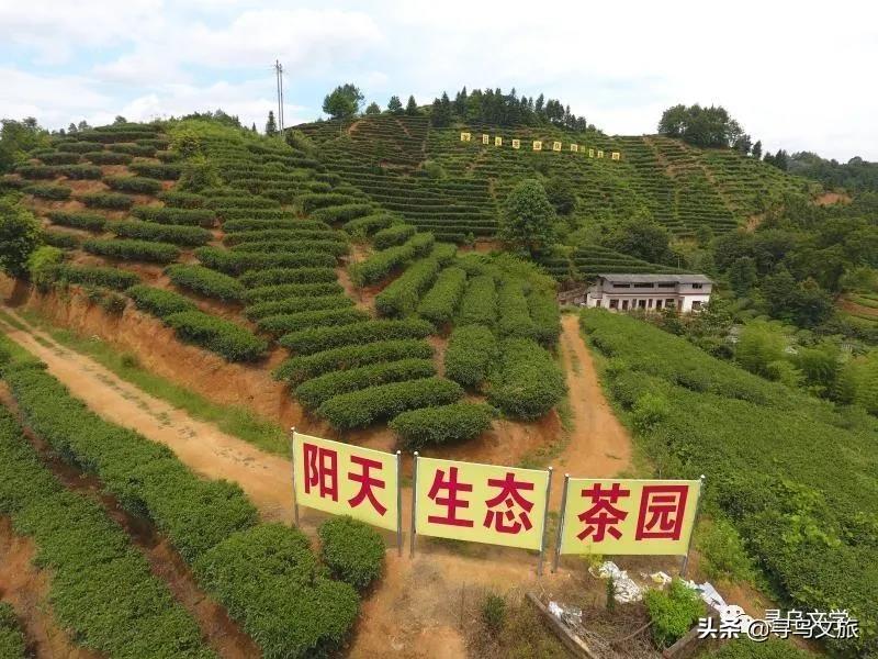 梅占茶的保健功效，梅占茶是什么茶（来一场寻茶之旅）