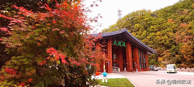 枫叶的特点，最佳观赏期还要等一等……（枫叶长什么样子）