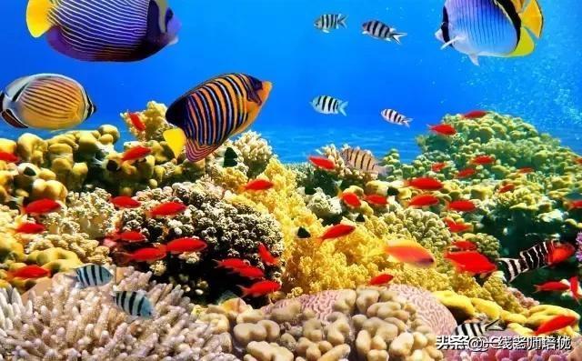 词的起源和分类，词的知识ppt（语文最全基本基础知识积累）