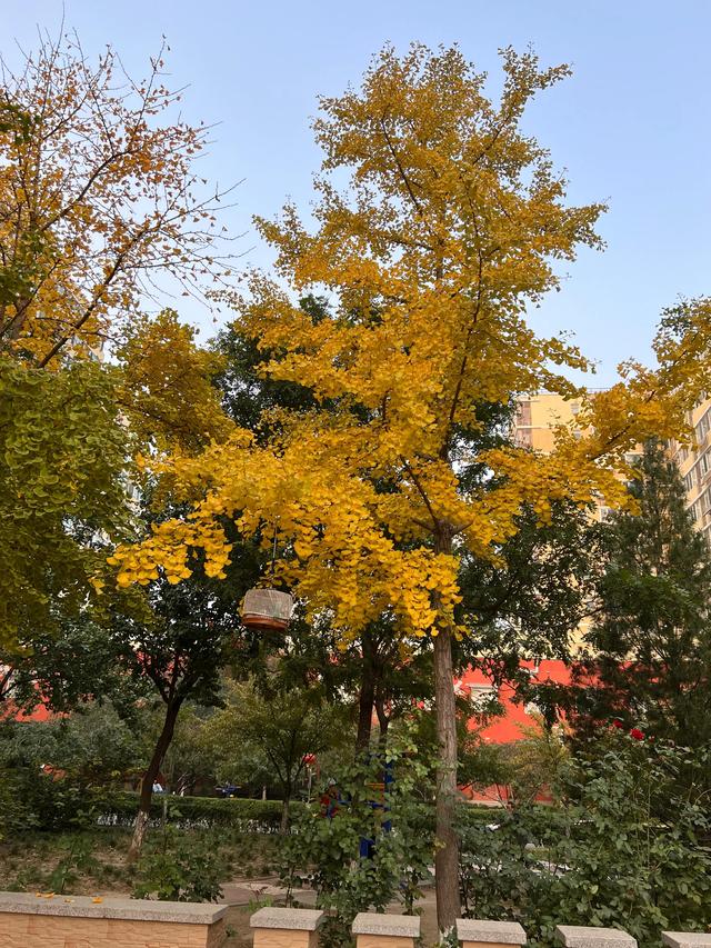 小区里的景色，小区里的景色真美呀（秋天里的小区美景图片）