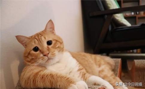 白色的猫有哪些品种，白色长毛猫是什么品种（盘点十大网红猫品种）