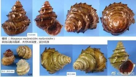 河螺和田螺的区别，河螺（“螺蛳”拟列入二级保护动物）