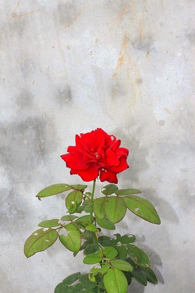 老舍养花原文，老舍养花原文图片（老舍《养花》品鉴）