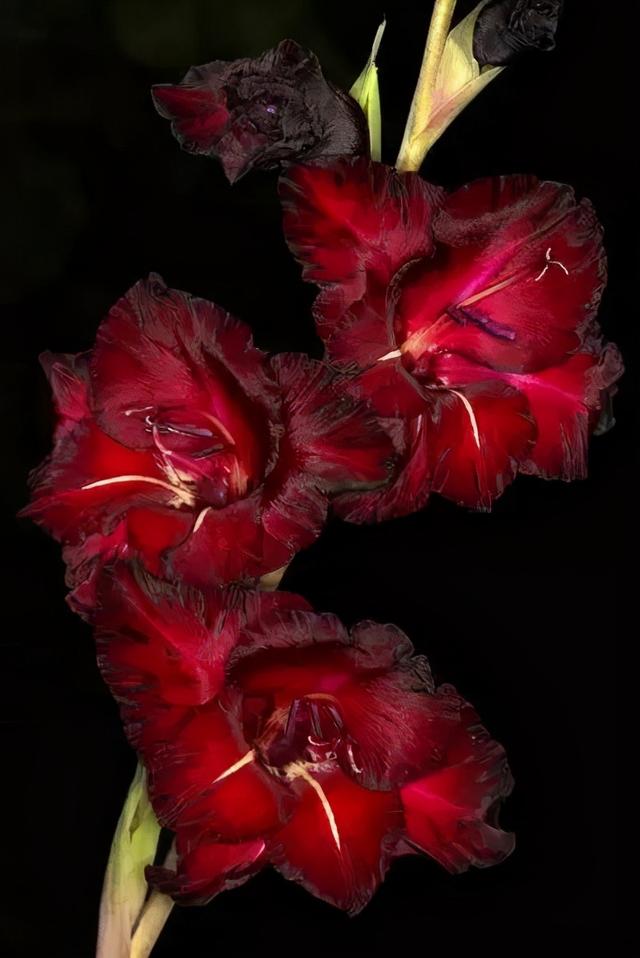 世界上有多少种花，世界上有多少种花?分别是什么（100幅美丽的花儿，赏心悦目）