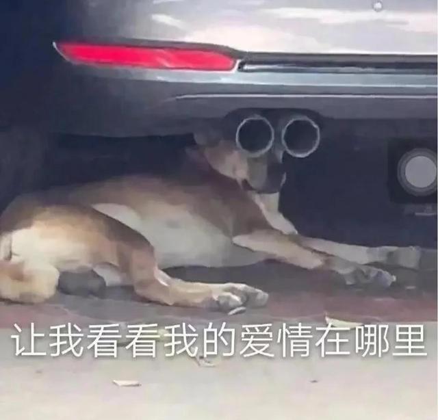 一对可爱狗狗表情包图集，情侣专用狗狗猫猫可可爱爱沙雕表情包