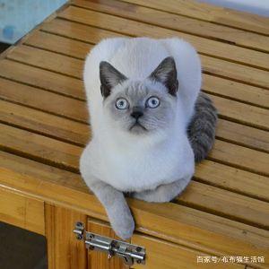 猫的品种介绍及图片，42种宠物猫的品种大全