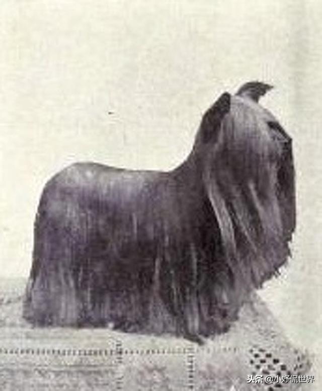 丝毛狗什么品种，丝毛犬有哪些品种（10种随着时间的推移而改变了容颜的犬种）