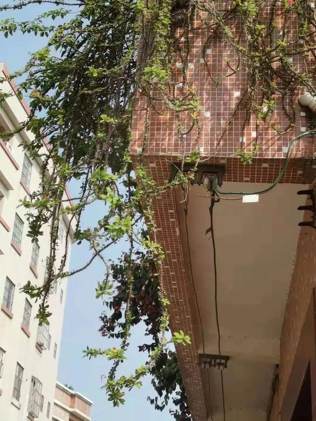 虎刺梅，你会养这种浑身带刺的植物么（虎刺梅怎么扦插）