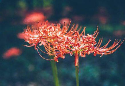 观音莲的花语，观音菩萨与莲花的寓意（守护你的小幸福）