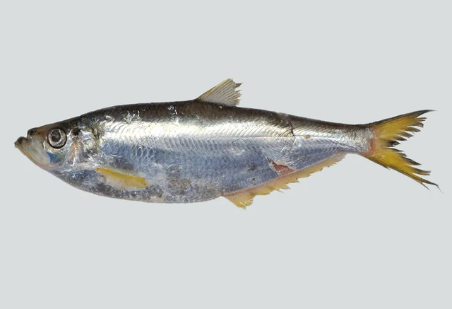 鱼身上的鳞片有什么用，鱼身上掉鳞片怎么办（鱼鳞：不仅能帮科学家研究鱼类）