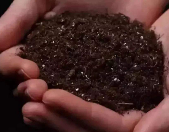 樱桃核可以发芽种植吗，樱桃核能种植吗（吃完“樱桃”的籽不要丢）