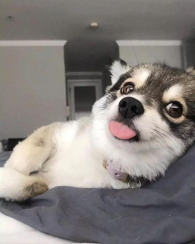 金毛犬，6种狗狗小时候和长大的对比（金毛犬的优缺点及性格）