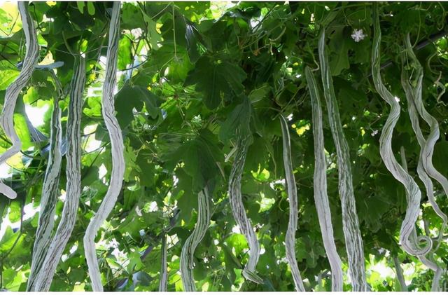 蛇瓜（蛇瓜种植技术，1株够吃大半年（蛇瓜哪里产的）