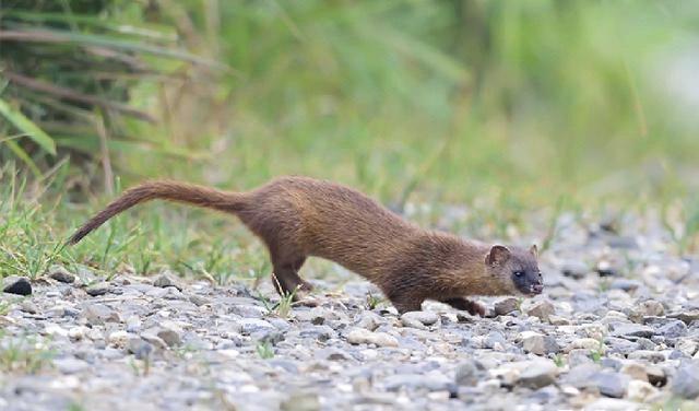黄鼠狼毒性.5o元l只，黄鼠狼的危害（老人常说黄鼠狼不能杀）