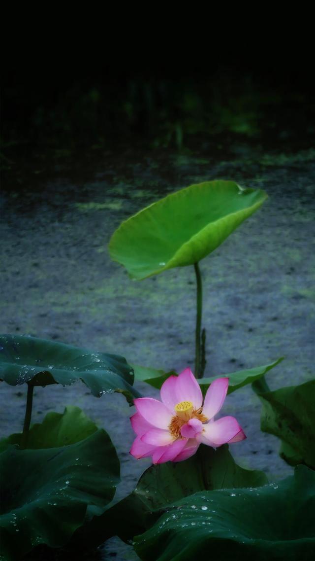 优质唯美壁纸，唯美好看壁纸（20张精选唯美壁纸图片）
