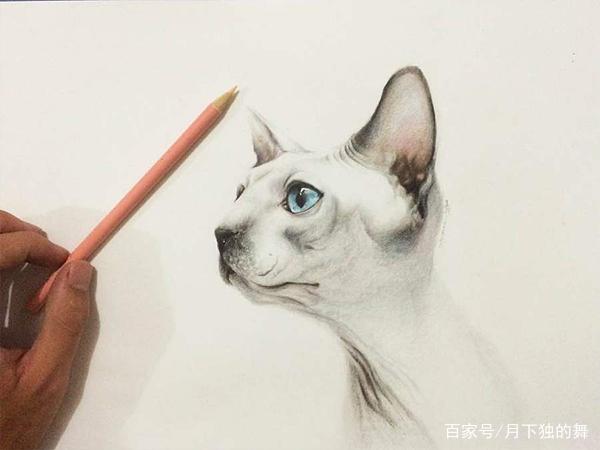 斯芬克（世界上最贵的猫）