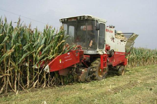 玉米什么时候成熟，玉米多少天会成熟（再过20-30天之后成熟）