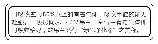 吸甲醛植物排名，室内植物盆景十大排名（为了家人健康转起来）