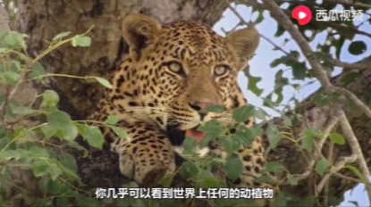 赤道是什么意思，赤道为什么叫赤道（赤道是地球的\