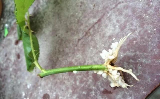 自制雾状小喷壶，自制实用喷水壶（它是扦插万能土）