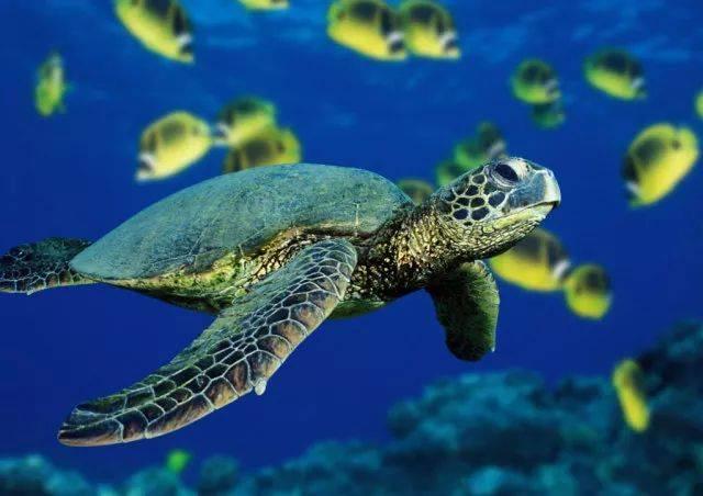 鳖和乌龟的区别，甲鱼和乌龟的区别是什么（为什么龟鳖傻傻分不清楚）