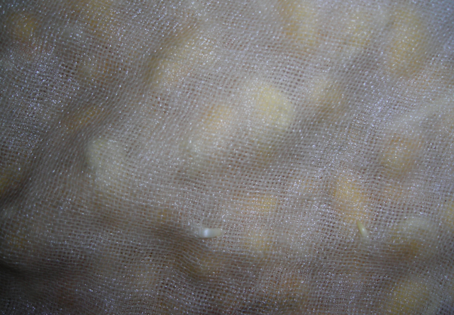 豆子泡水里，湿毛巾捂一捂，5天长出芽苗菜