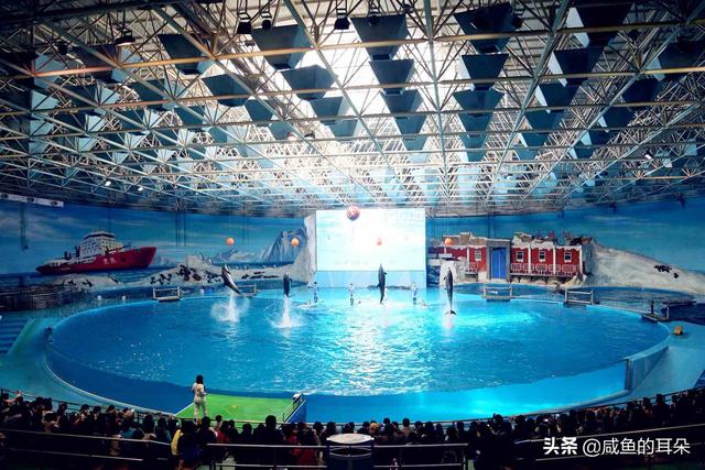 海豚吃什么食物，海豚吃什么（每只每年可赚280万）