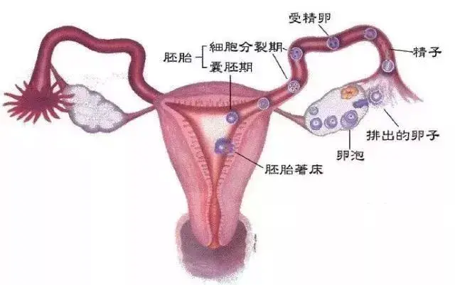 卵泡一天能长多少mm属于正常的，卵泡一天能长多少mm（卵泡长的好不好）