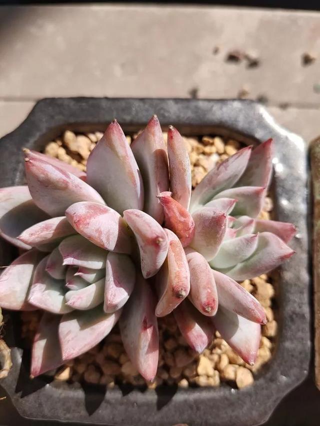 红唇多肉如何养，红唇多肉怎么养出多头（阳台党一样可以养出漂亮的多肉）