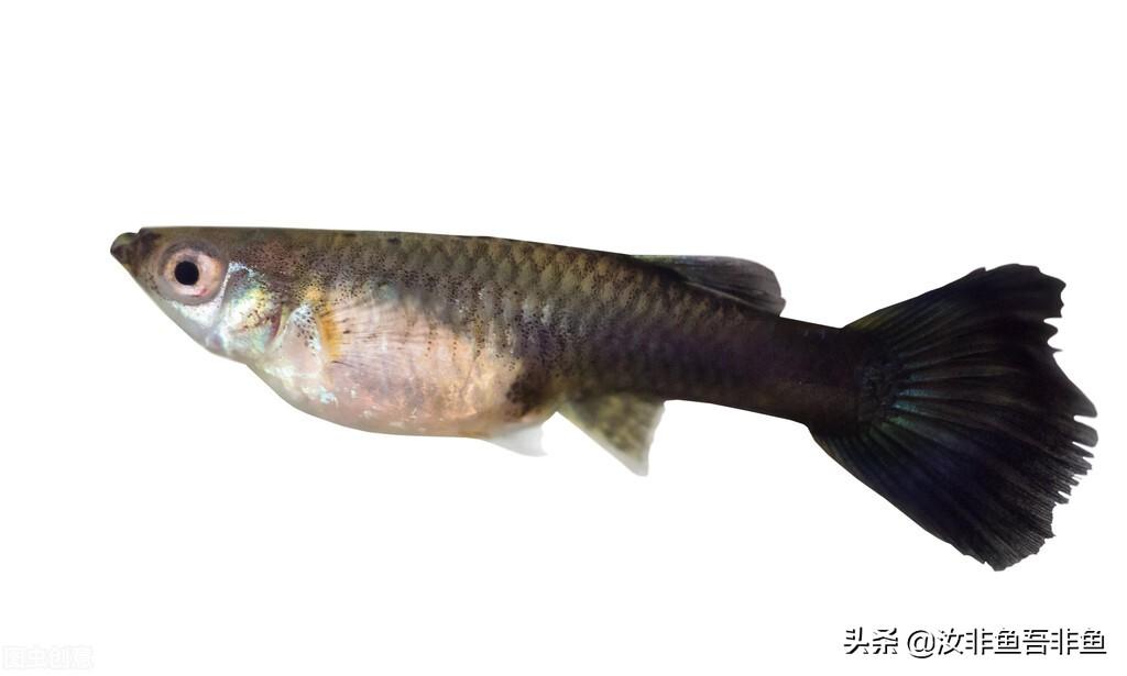 孔雀鱼繁殖周期与方法详解：多久产仔一次及如何科学繁育技巧分享