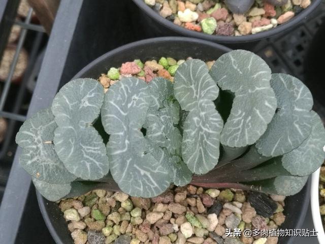 多肉玉扇最大能长多大，多肉玉扇好养吗（养了多肉植物五年）