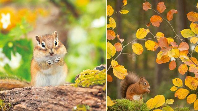 松鼠怎么画，松树怎么画简笔画图片（绘画教程，松鼠与橡果）