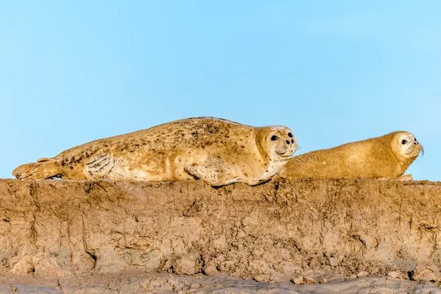 常见的野生动物有哪些，野生动物有哪些（盘点中国那些长得特别萌的野生动物们）