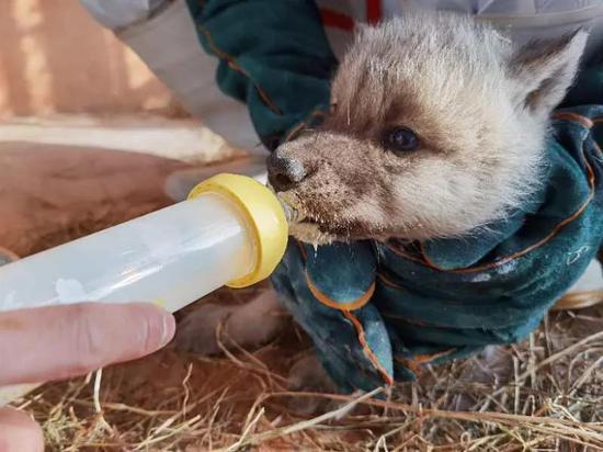 北极狼的毛一年四季都是白色的吗，北极狼的毛颜色（哈尔滨极地馆首例繁育成功的北极狼三胞胎满月啦）