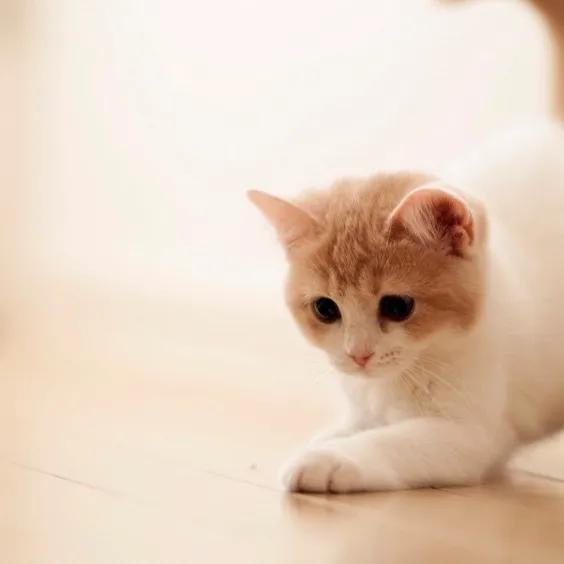 三不嫁指哪三种职业，三不娶指什么职业（三不嫁又是什么）