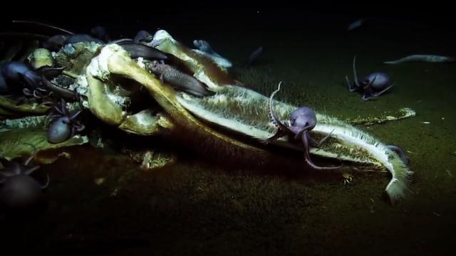 “鲸落是鲸鱼留给大海，最后的温柔。”，鲸落是鲸鱼留给大海最后的温柔下一句（为什么说鲸落是鲸鱼最后的温柔图片）