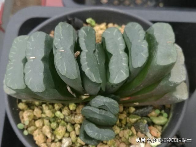 多肉玉扇最大能长多大，多肉玉扇好养吗（养了多肉植物五年）