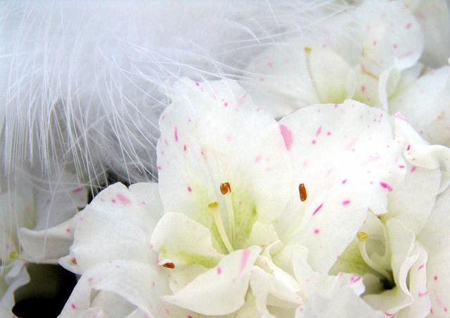 植物的作文怎么写，二年级写植物的作文怎么写（关于写植物的作文）