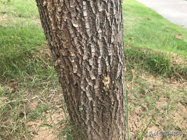 韧皮部是树的哪个部位，韧皮部在树的什么部位（白蜡树树干上有很多虫孔）
