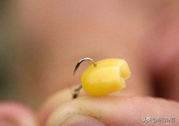 嫩玉米为何更受鲤鱼青睐？揭秘其独特诱鱼优势与天然适口性