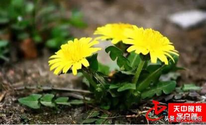 刺儿茶的功效与作用，刺儿茶的功效与作用及副作用（春天的馈赠 常见野菜大全）