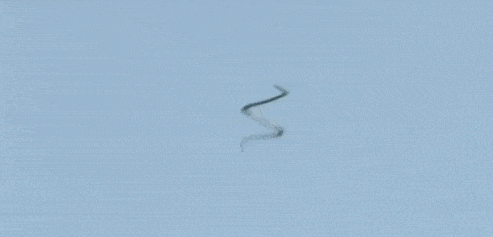 世界上有龙的存在吗，世界上有龙吗（地球上最像龙的生物是什么）