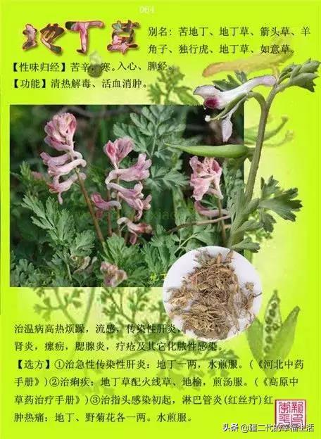 常见中草药图谱，中草药经典图谱（让你知道常用药都长啥样）