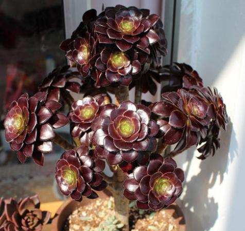 美杜莎法师怎么养，定期用上“2种药”