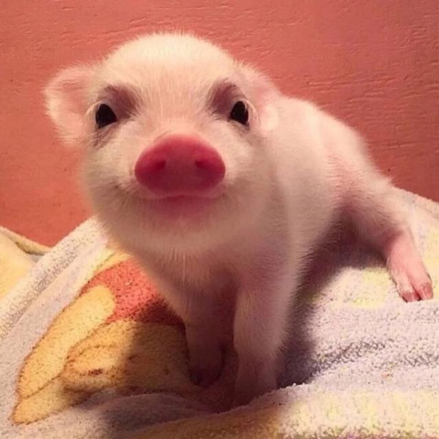 可爱猪猪头像微信，可爱猪猪头像（见过那么多猪）