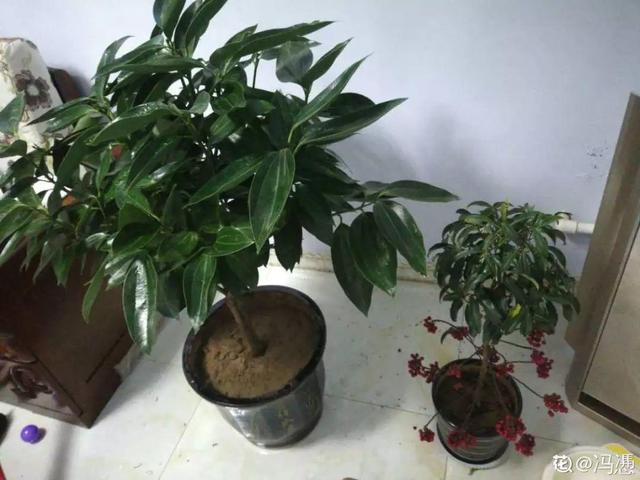 鹅掌柴的作用与功效，鹅掌柴的功效与作用（一养就能养20年）