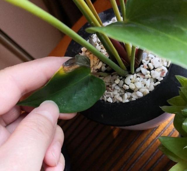 红掌叶子发黄怎么补救，红掌叶子发黄焦边干枯是怎么回事（修剪加点它，半月就恢复）