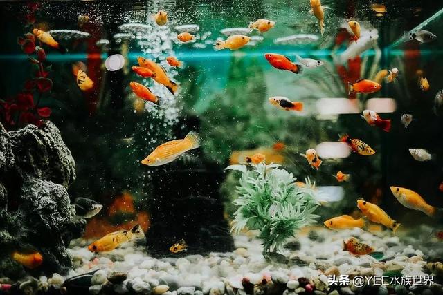 沼泽过滤是不是比别的好，买硝化细菌粉末粉还是液体